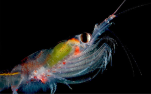 Finished products (Interkrill)